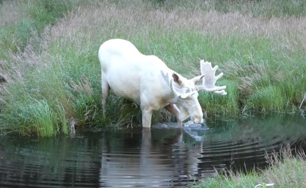 Resultado de imagen de alce albino