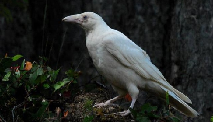 Resultado de imagen de cuervo albino