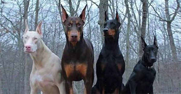 Resultado de imagen de doberman albino