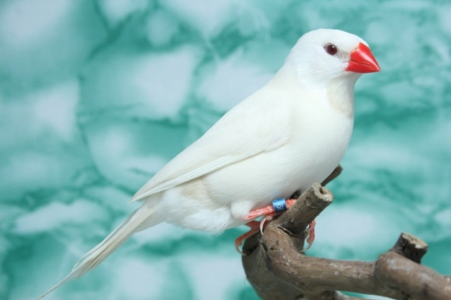 Resultado de imagen de pinzon albino