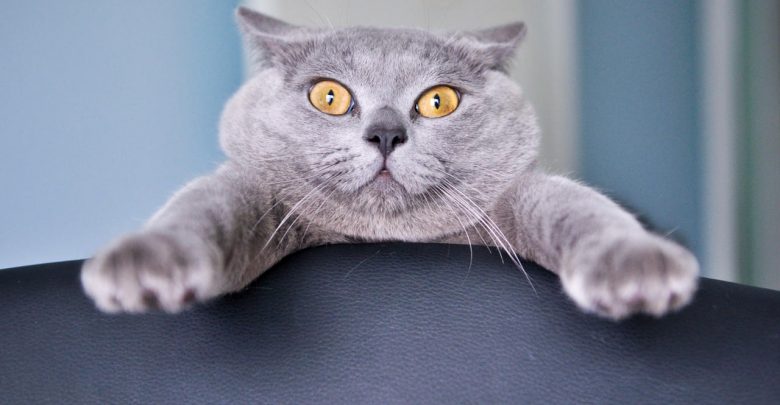 Image result for surprising pet