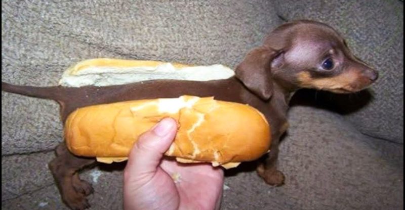 Image result for funny pet surprise