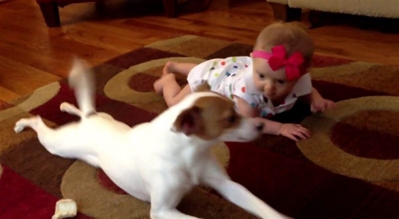 Image result for bebe aprendiendo gatear perro