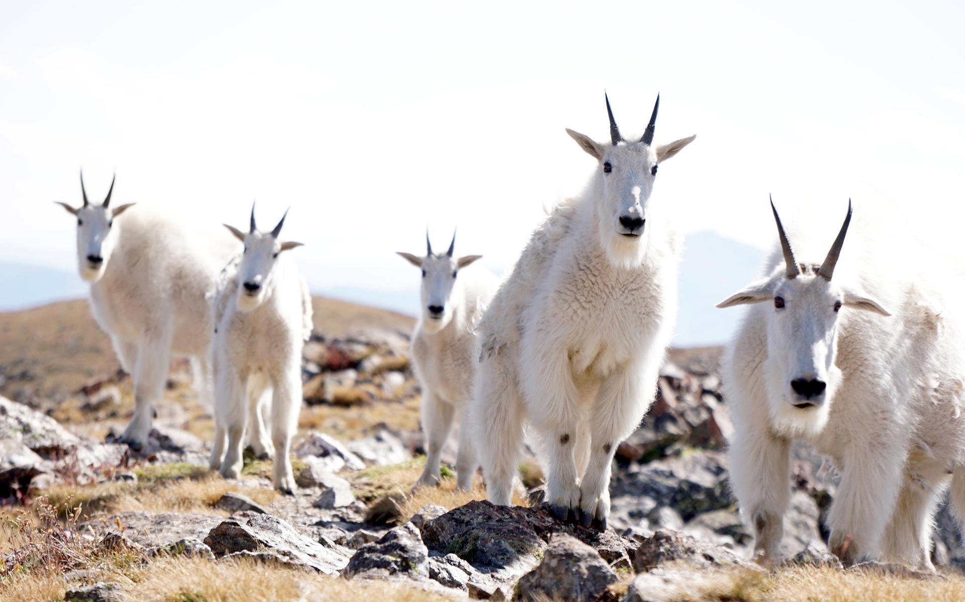 Resultado de imagen de goats hiking wear places