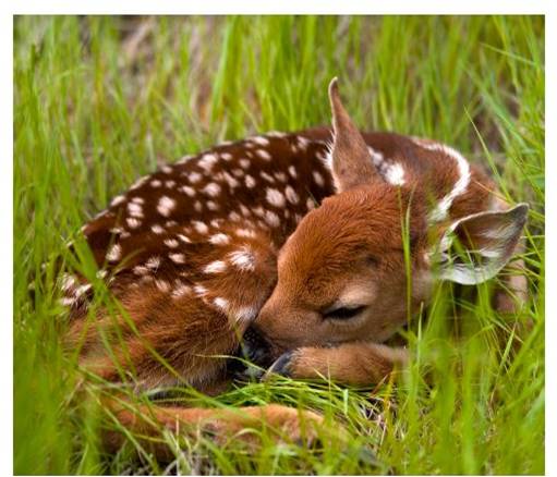 Resultado de imagen de venado bebe
