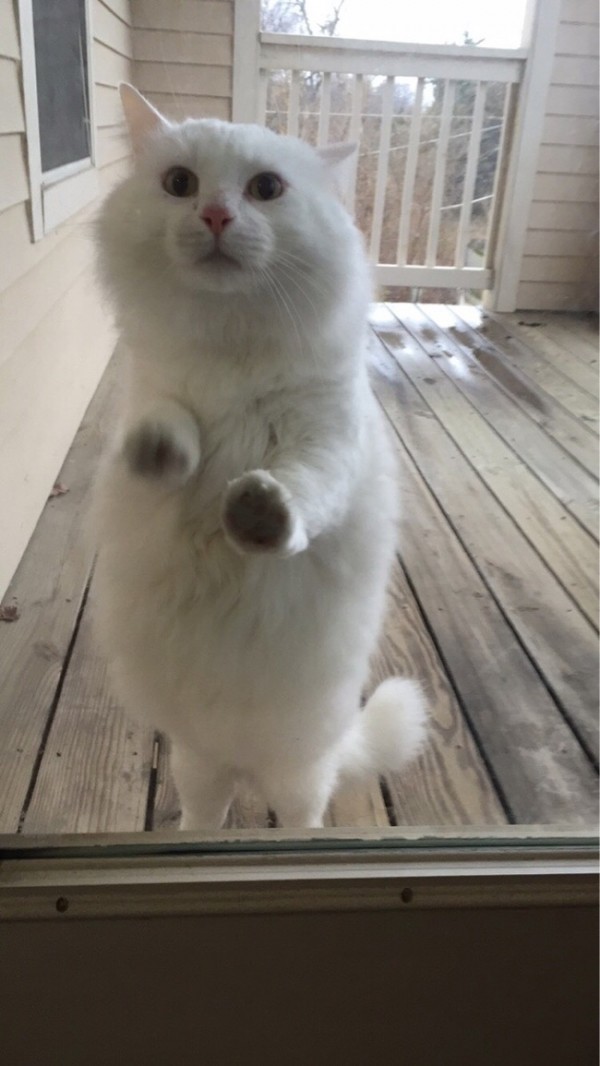 f381a36ffbc021795e01ca49d30ebb7a_650x (1)