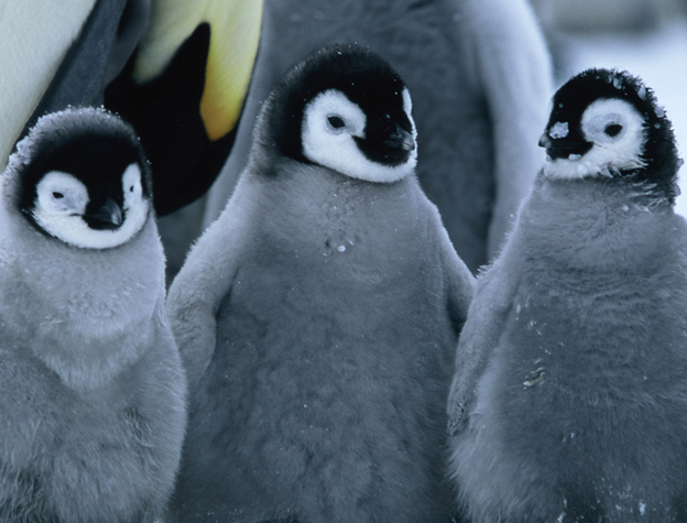 Image result for best penguin picture