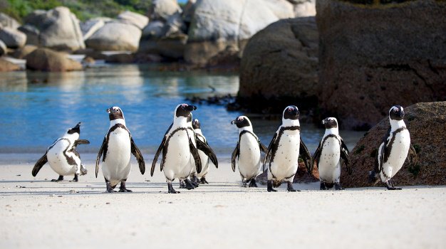 Image result for best penguin picture