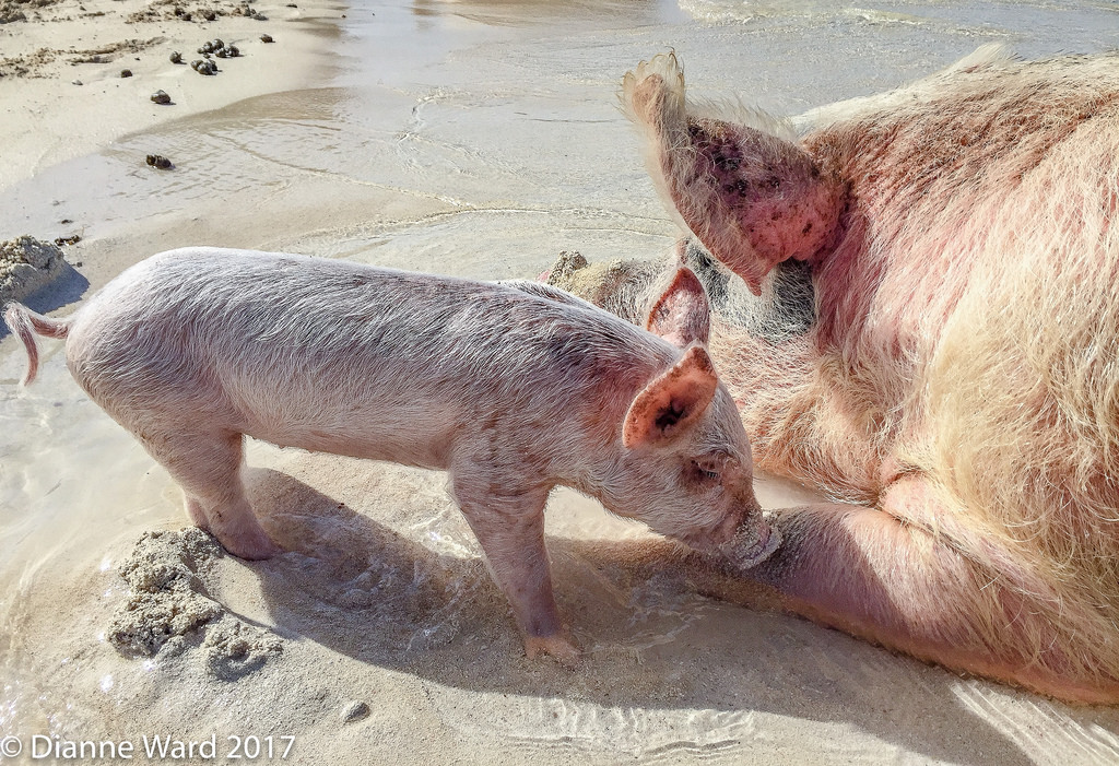 Image result for mom pig water