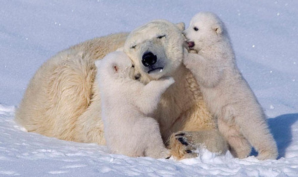 Image result for mom polar bear
