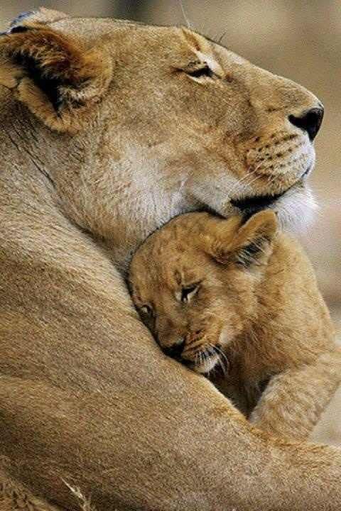 Image result for mom lion love