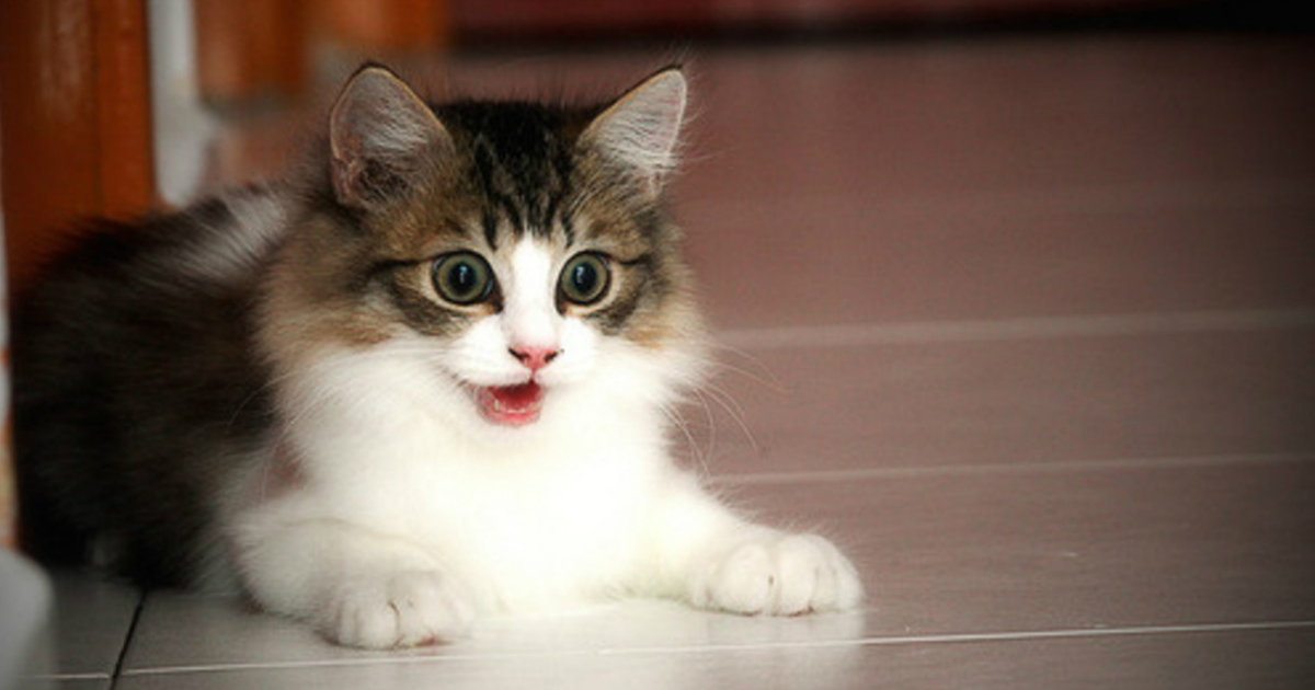 25-cat-expressions-and-what-they-really-mean-small-joys