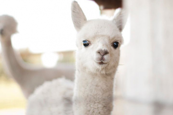 50 Des Bebes Animaux Les Plus Mignons De L Histoire De La Mignoncite Small Joys