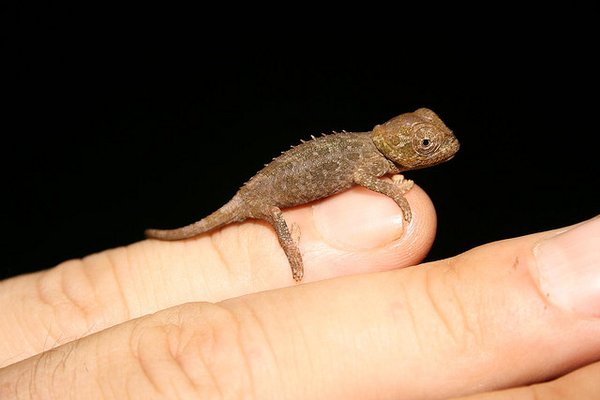 50 Des Bebes Animaux Les Plus Mignons De L Histoire De La Mignoncite Small Joys