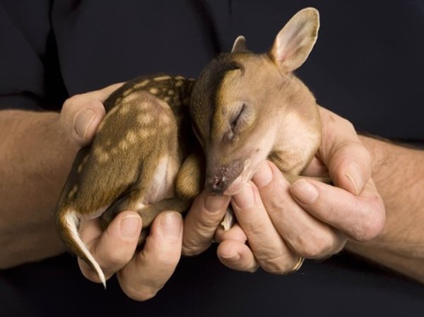 50 Des Bebes Animaux Les Plus Mignons De L Histoire De La Mignoncite Small Joys