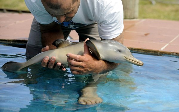 50 Des Bebes Animaux Les Plus Mignons De L Histoire De La Mignoncite Small Joys