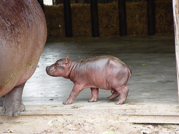 50 Des Bebes Animaux Les Plus Mignons De L Histoire De La Mignoncite Small Joys