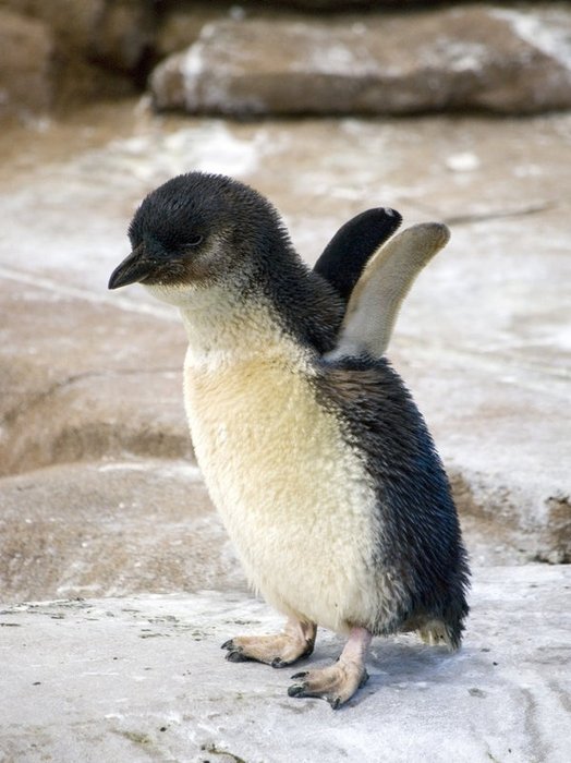 50 Des Bebes Animaux Les Plus Mignons De L Histoire De La Mignoncite Small Joys