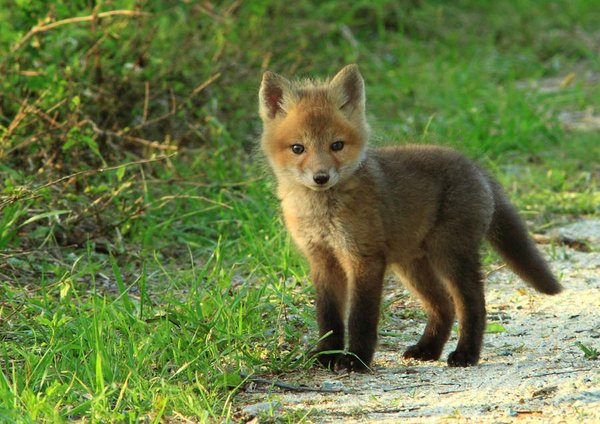 50 Des Bebes Animaux Les Plus Mignons De L Histoire De La Mignoncite Small Joys