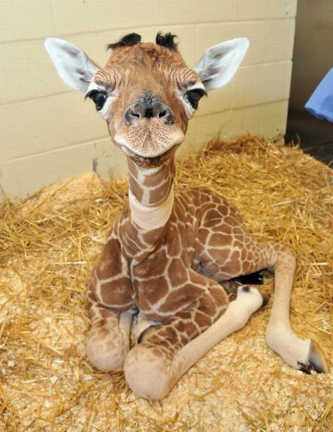 50 Des Bebes Animaux Les Plus Mignons De L Histoire De La Mignoncite Small Joys