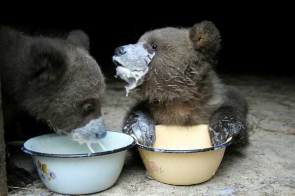 50 Des Bebes Animaux Les Plus Mignons De L Histoire De La Mignoncite Small Joys