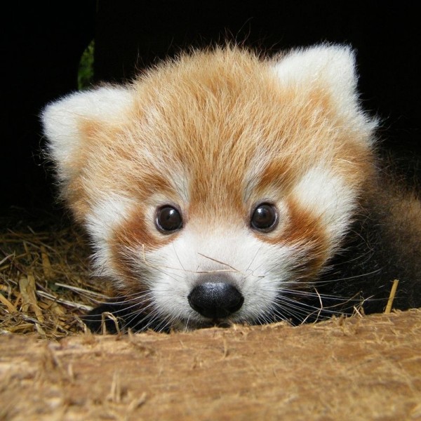 red-panda