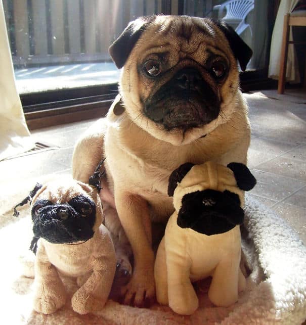 funny pets masters of camouflage pug