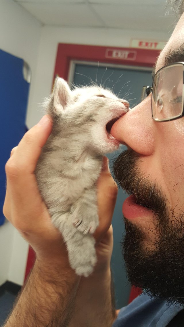 Tiny kitten biting a guy