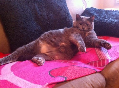 25 Reasons Fat Cats Make The Best Pets