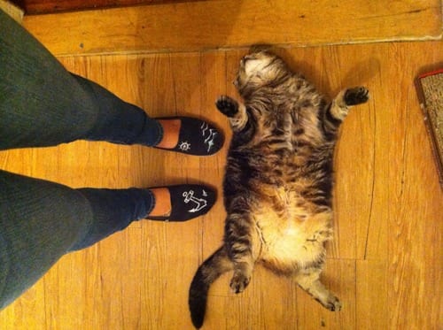 25 Reasons Fat Cats Make The Best Pets