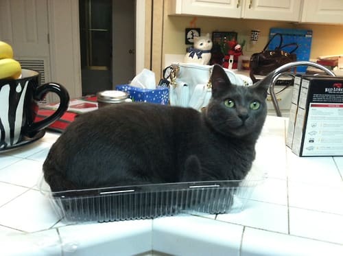 25 Reasons Fat Cats Make The Best Pets