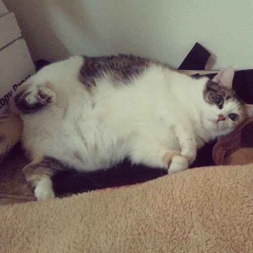 25 Reasons Fat Cats Make The Best Pets