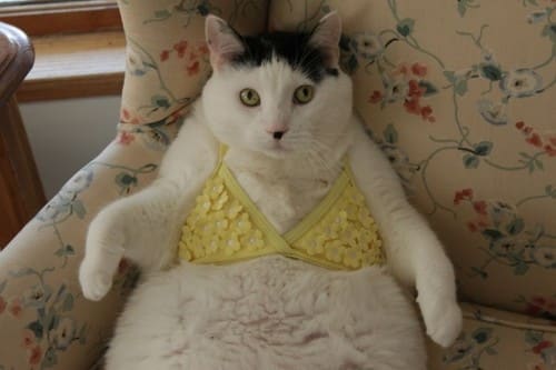 25 Reasons Fat Cats Make The Best Pets