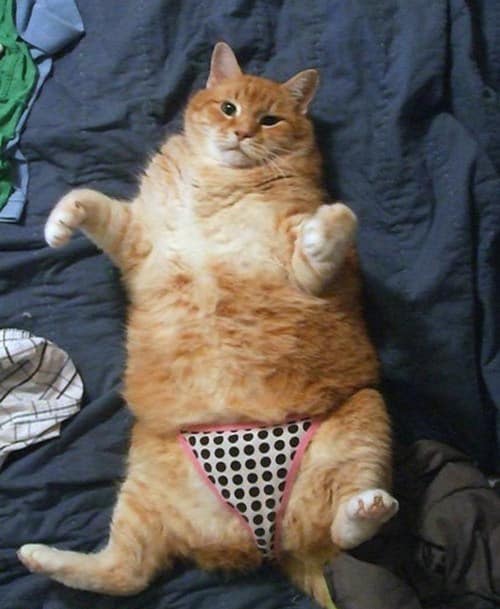 25 Reasons Fat Cats Make The Best Pets