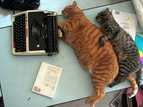 25 Reasons Fat Cats Make The Best Pets