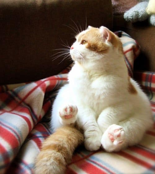 25 Reasons Fat Cats Make The Best Pets