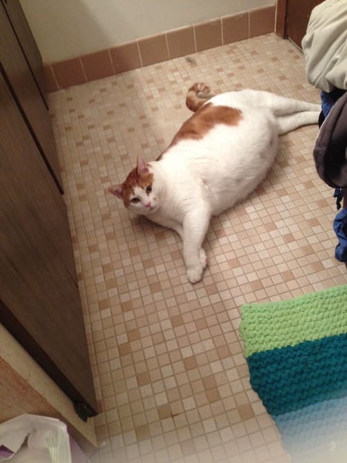 25 Reasons Fat Cats Make The Best Pets