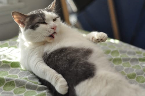 25 Reasons Fat Cats Make The Best Pets