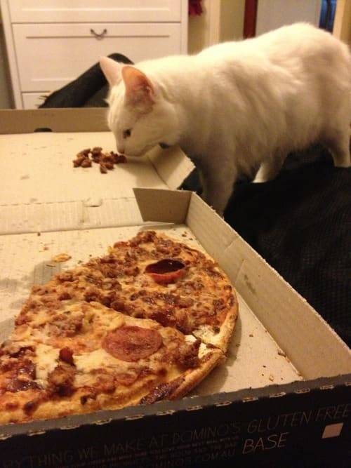 25 Reasons Fat Cats Make The Best Pets