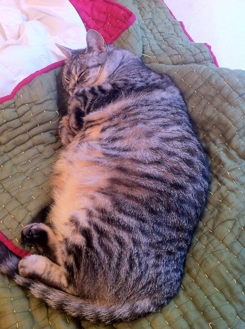 25 Reasons Fat Cats Make The Best Pets