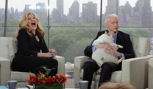 25 Reasons Fat Cats Make The Best Pets