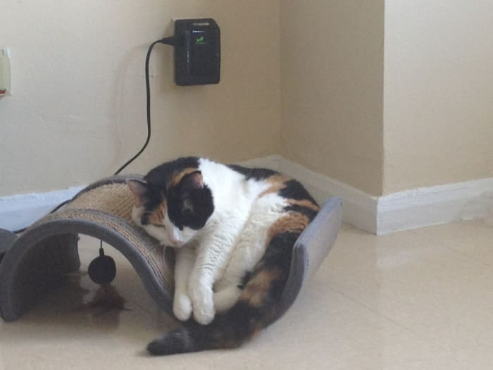 25 Reasons Fat Cats Make The Best Pets