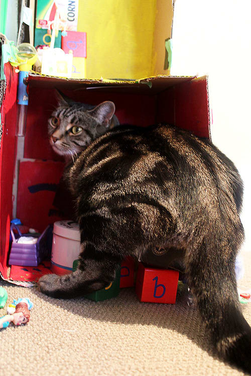 25 Reasons Fat Cats Make The Best Pets