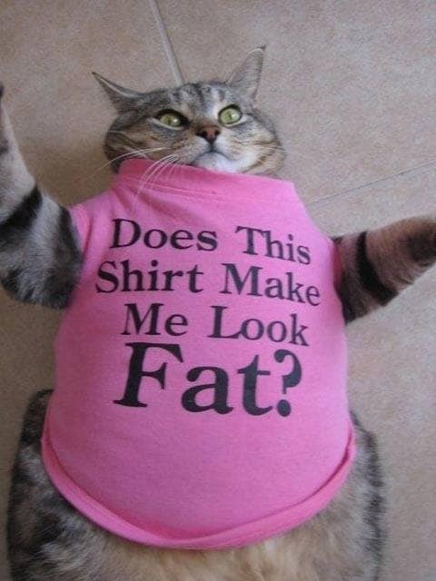 25 Reasons Fat Cats Make The Best Pets