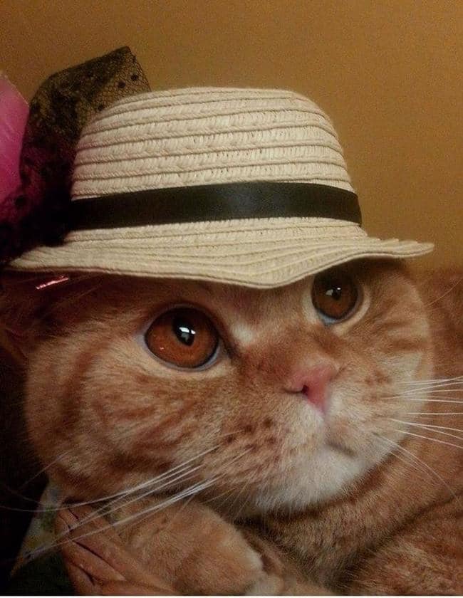 246485c1db65a72c9532c75d5ced28f1_650x