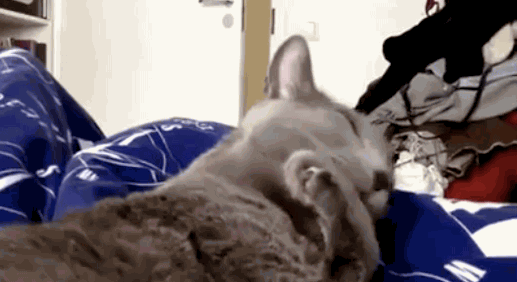 29 Cats That Have Lost Their Way in Life