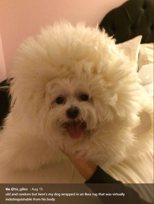 Shaggy white dog wrapped in shaggy white rug.