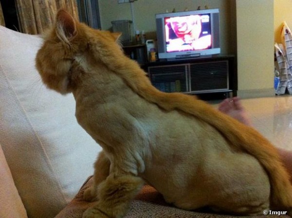 302282-mohawk-4-620x0-1