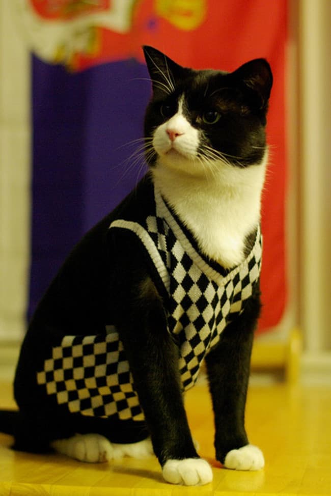 3c3c114ac3392389ba4f1e184d38592f_650x