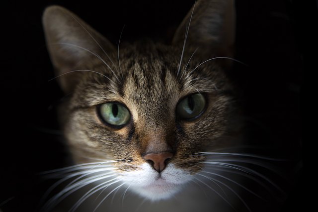 A very good photograph of a cat